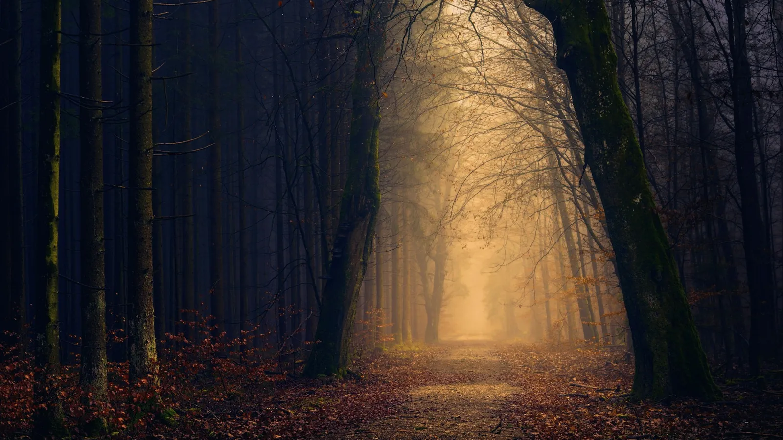 Sentier de forêt sombre qui mène vers une lueur ambrée au fond des arbres